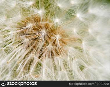 Dandelion seed background macro texture