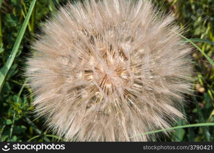 Dandelion seed bears fruit with white tufted from June until mid autumn