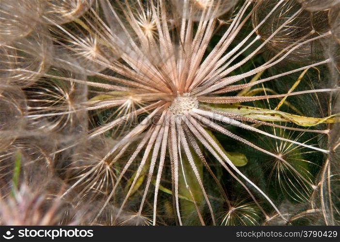 Dandelion seed bears fruit with white tufted from June until mid autumn