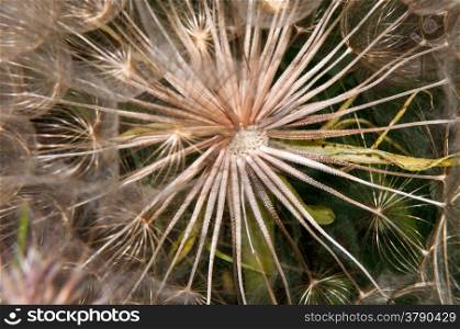 Dandelion seed bears fruit with white tufted from June until mid autumn
