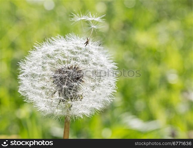 Dandelion seed flying away from home, outdoors macro