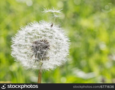 Dandelion seed flying away from home, outdoors macro