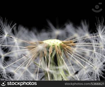 Dandelion seed head taraxacum officinale