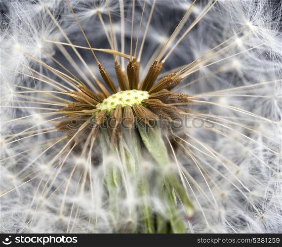 Dandelion seed head taraxacum officinale