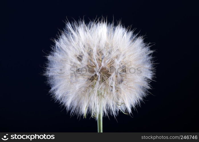 Dandelion seed isolated on a black