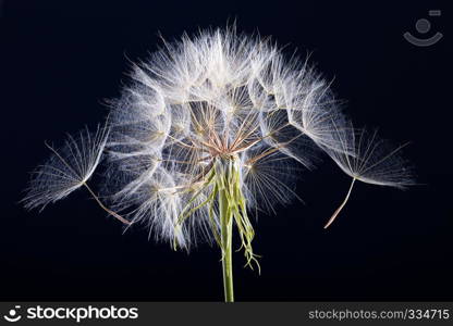 Dandelion seed isolated on a black