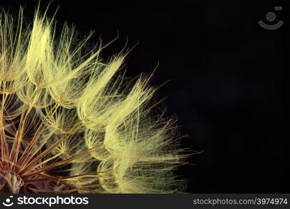 Dandelion seed isolated on a black