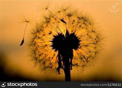 dandelion seed start to fly under sunset