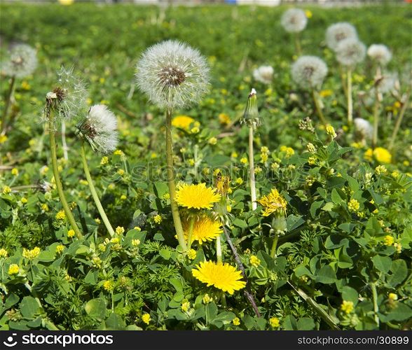 Dandelion seeds and flowers in garden or lawn, seeds ready for dispersal by wind