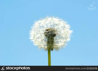 Dandelion seeds blowing in the blue sky