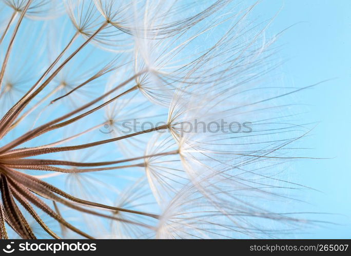 dandelion seeds close up blowing in blue background