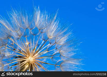 dandelion seeds close up blowing in blue background