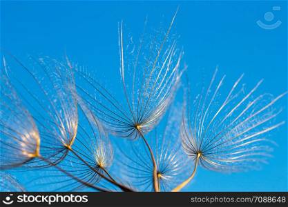 dandelion seeds close up blowing in blue background