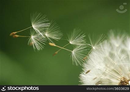 Dandelion seeds flying, extreme close up