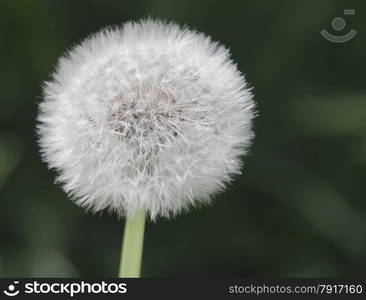 Dandelion seeds in the morning sunlight a fresh green background