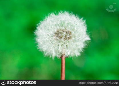 Dandelion seeds in the morning sunlight blowing away across a fresh green background