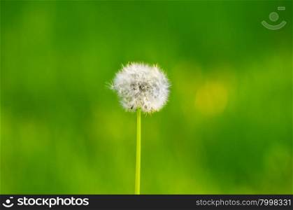 Dandelion seeds in the morning sunlight blowing away across a fresh green background&#xA;&#xA;