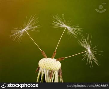 Dandelion seeds on green background