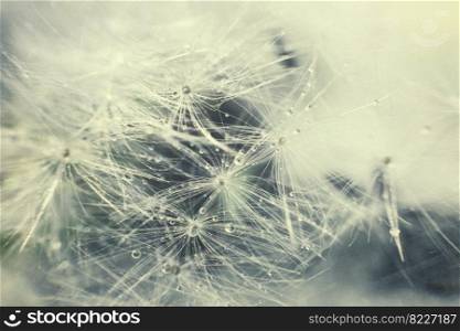dandelion seeds with drops of water on a blue background close-up