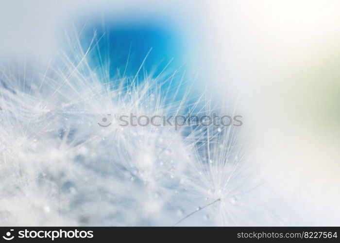 dandelion seeds with drops of water on a blue background close-up