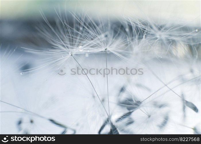 dandelion seeds with drops of water on a blue background close-up