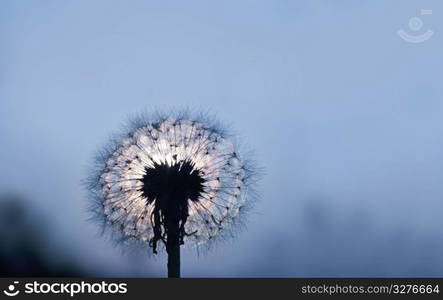 dandelion under moonlight