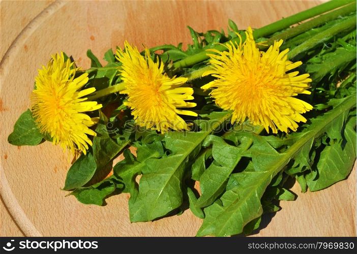 Dandelion with the leaves and flowers