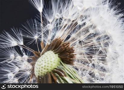 Dandelion with water splashes on a summer day