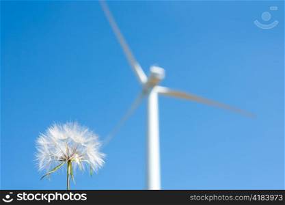 Dandelion with windmill background green energy metaphor