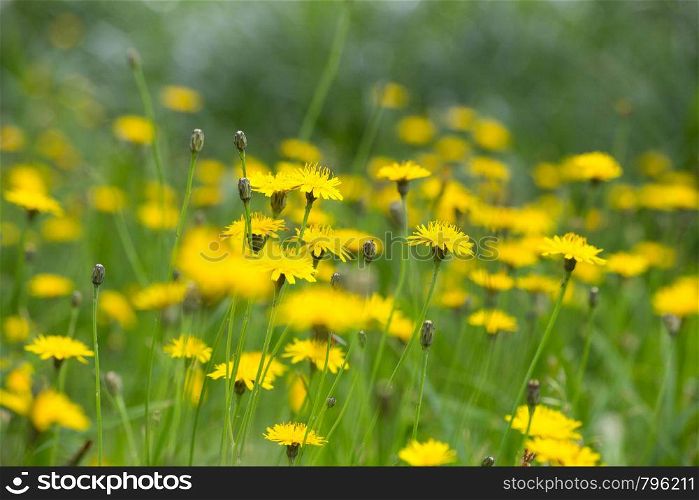 Dandelion yellow fiel in the summer close-up, beautiful nature background. Dandelion yellow fiel in the summer close-up, beautiful nature