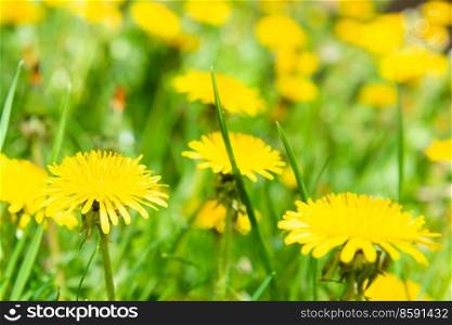 Dandelion yellow flowers on green spring field