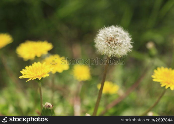 Dandelions