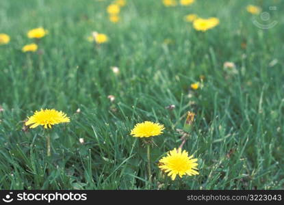 Dandelions