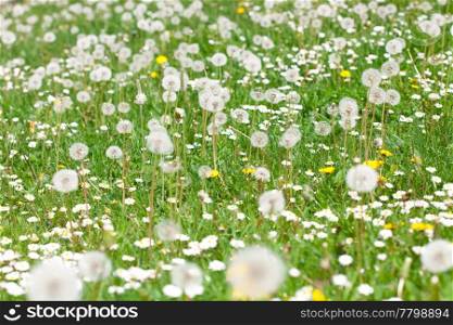 dandelions against the background of green grass
