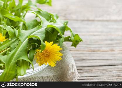 Dandelions greens and flowers. Foraged edible dandelion flowers and greens in bowl on rustic wood background with copy space