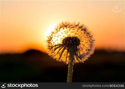 Dandelions in meadow at a red sunset