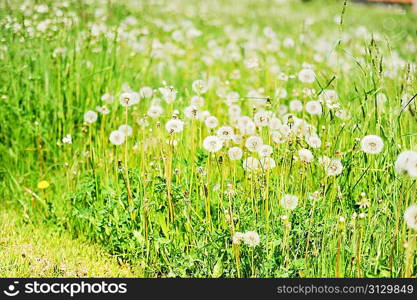 dandelions in spring farm field
