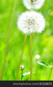 dandelions in spring farm field