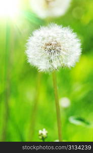 dandelions in spring farm field