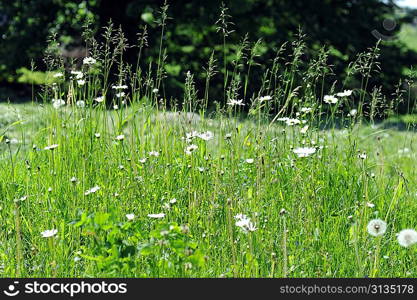 dandelions in spring farm field