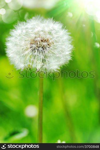 dandelions in spring farm field