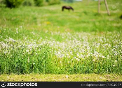 dandelions in spring farm field