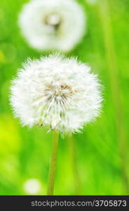 dandelions in spring farm field