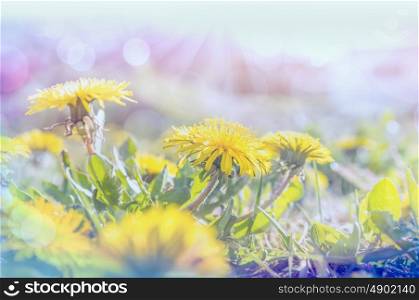 dandelions in sun light , toned