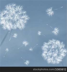 Dandelions in the wind, desktop background