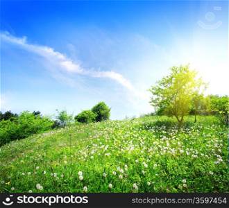 Dandelions on a green meadow in sunlight