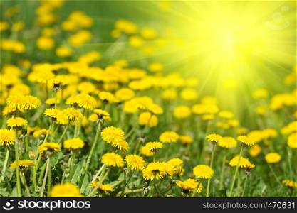 dandelions on a meadow, close-up