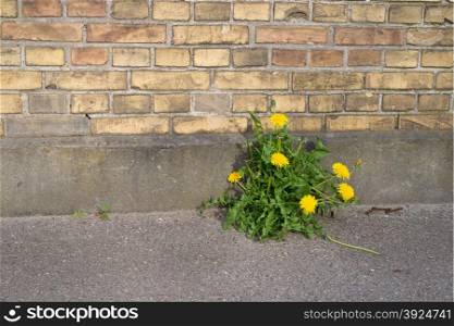 Dandelions on a wall. Dandelions growing out of asphalt in front of a stone wall