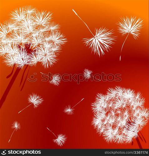 Dandelions over a bright red background