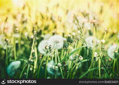 Dandelions summer field, outdoor nature